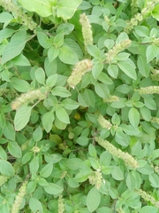 Ocimum americanum