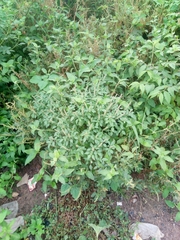 Ocimum americanum