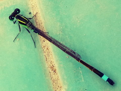 Ischnura senegalensis