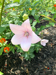 Platycodon