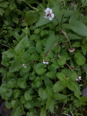 Micranthes odontoloma