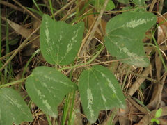 Passiflora bogotensis
