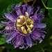 Passiflora - Photo (c) Matthew Beziat,  זכויות יוצרים חלקיות (CC BY-NC), uploaded by Matthew Beziat