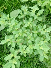 Acanthospermum hispidum