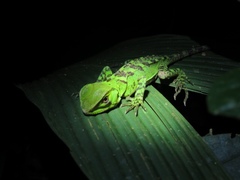 Enyalioides laticeps