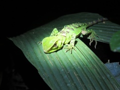 Enyalioides laticeps