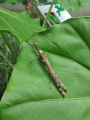 Trachythorax yunnanensis