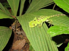 Enyalioides laticeps