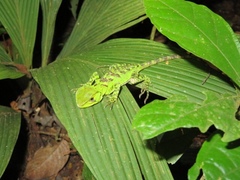 Enyalioides laticeps