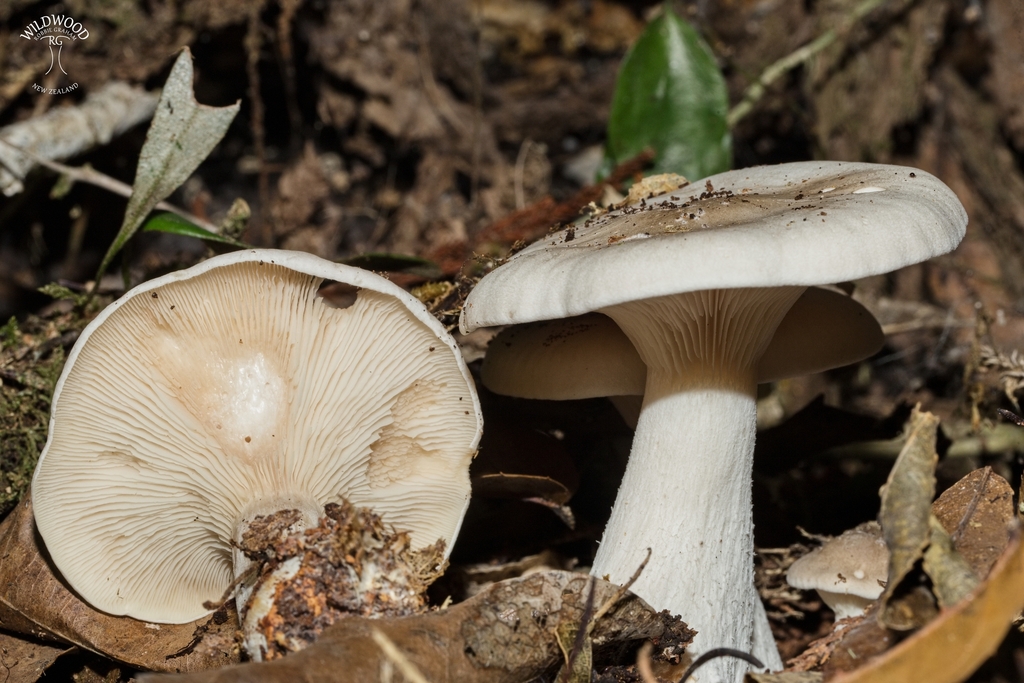 Clitocybe nebularis · March 2025 · photo: © robbiebgraham (iNaturalist, cc0)
