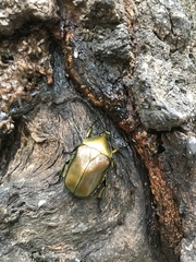 Pseudotorynorrhina japonica