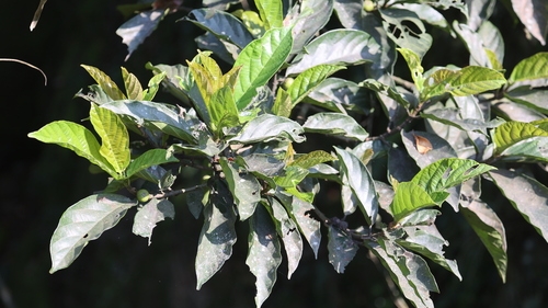 Image of Ficus fistulosa by (c) 胡正恆(Jackson Hu), some rights reserved (CC BY)