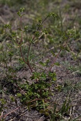 Potentilla biennis