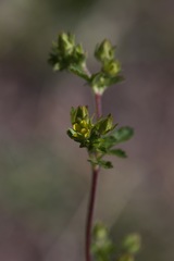 Potentilla biennis
