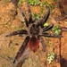 Ecuadorian Brown Velvet Tarantula - Photo (c) dakotahhenn, some rights reserved (CC BY-NC)