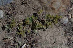 Potentilla biennis