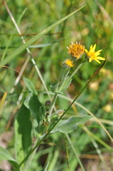 Arnica chamissonis