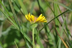 Arnica chamissonis
