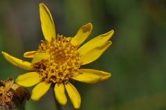 Arnica chamissonis