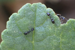 Monomorium ergatogyna