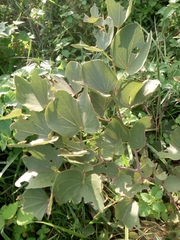 Piliostigma thonningii