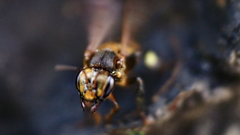 Scaptotrigona barrocoloradensis