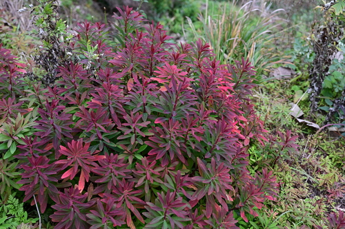 Euphorbia sieboldiana iNat (2)