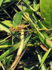 Diplacodes trivialis