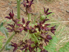 Asclepias hypoleuca