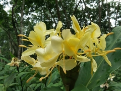 Hedychium flavum