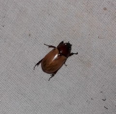 Cyclocephala melanocephala