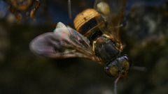 Scaptotrigona barrocoloradensis