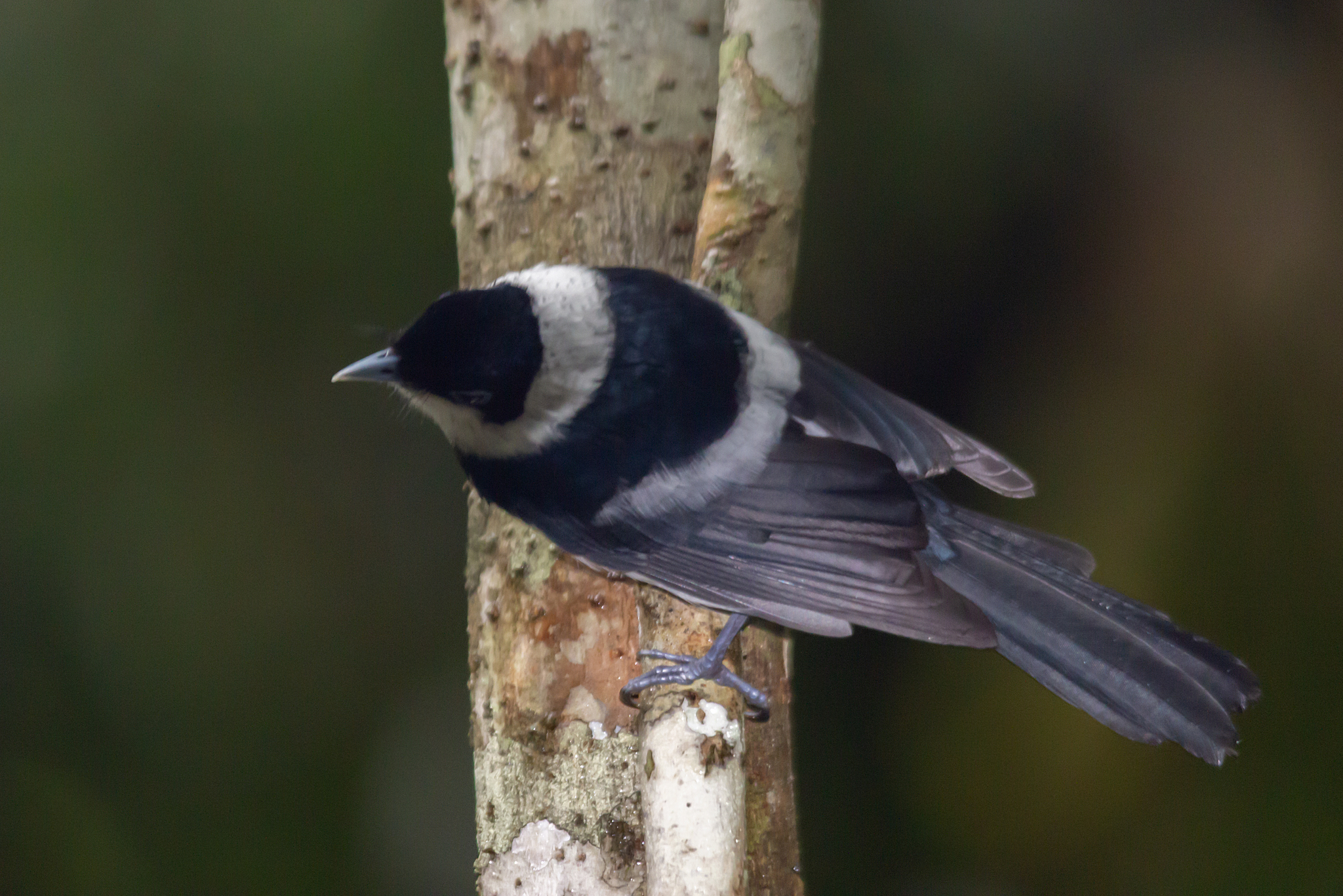 Pied Monarch (Arses kaupi), photo 2