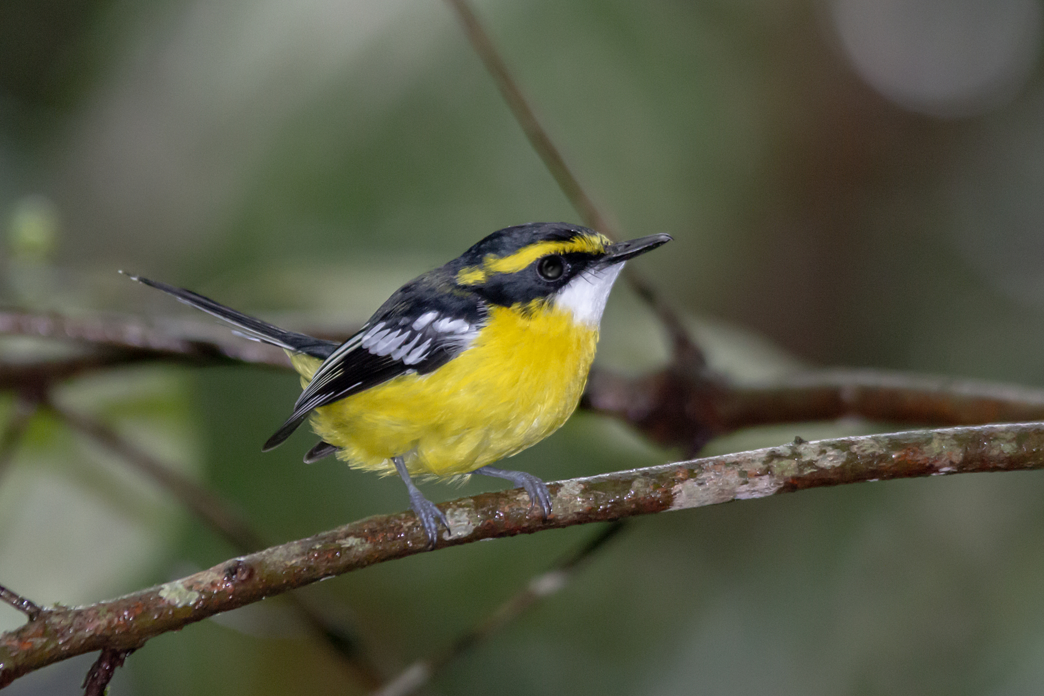 Yellow-breasted Boatbill (Machaerirhynchus flaviventer), photo 2