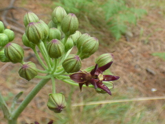 Asclepias hypoleuca