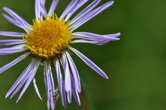 Symphyotrichum spathulatum