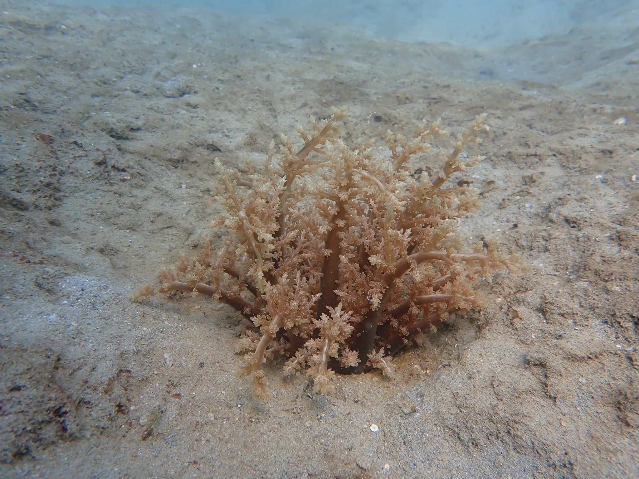 Actinodendron arboreum (Quoy & Gaimard, 1833)