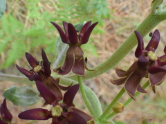 Asclepias hypoleuca