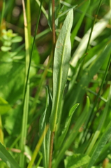 Symphyotrichum spathulatum