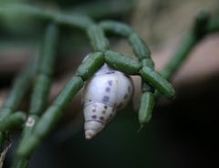 Drymaeus interpunctus