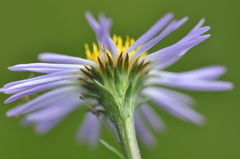 Symphyotrichum spathulatum