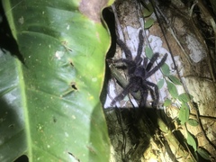 Avicularia juruensis