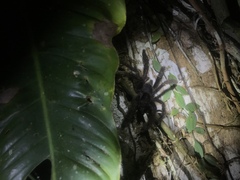 Avicularia juruensis