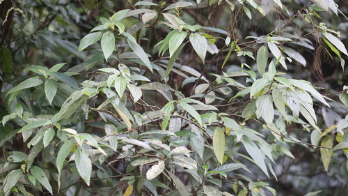 Image of Oreocnide pedunculata by (c) 胡正恆(Jackson Hu), some rights reserved (CC BY)