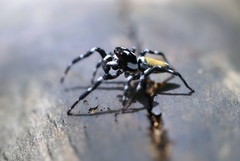 Pachomius misionensis