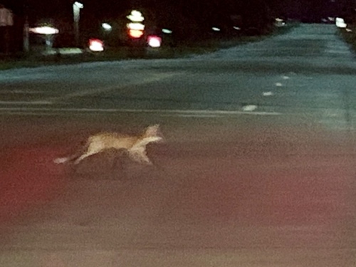 Red Fox photographed in Kansas
