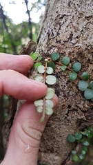 Metrosideros carminea