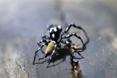 Pachomius misionensis