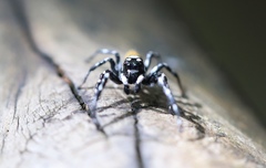 Pachomius misionensis