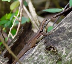Leiocephalus macropus